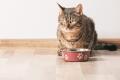 Trockenfutter Katze