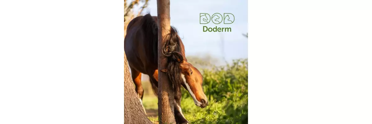 Sommerekzem beim Pferd – Mit Doderm das Hautmikrobiom in Balance halten - Schutz und Pflege bei Pferden mit Sommerekzem mit Doderm