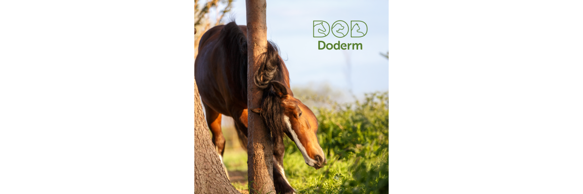 Sommerekzem beim Pferd – Mit Doderm das Hautmikrobiom in Balance halten (Teil2) - Schutz und Pflege bei Pferden mit Sommerekzem mit Doderm