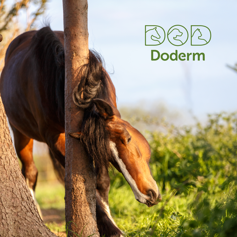 hipposport-magazin-gastbeitrag-doderm-april2025.png