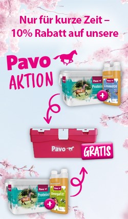 pavo2.jpg